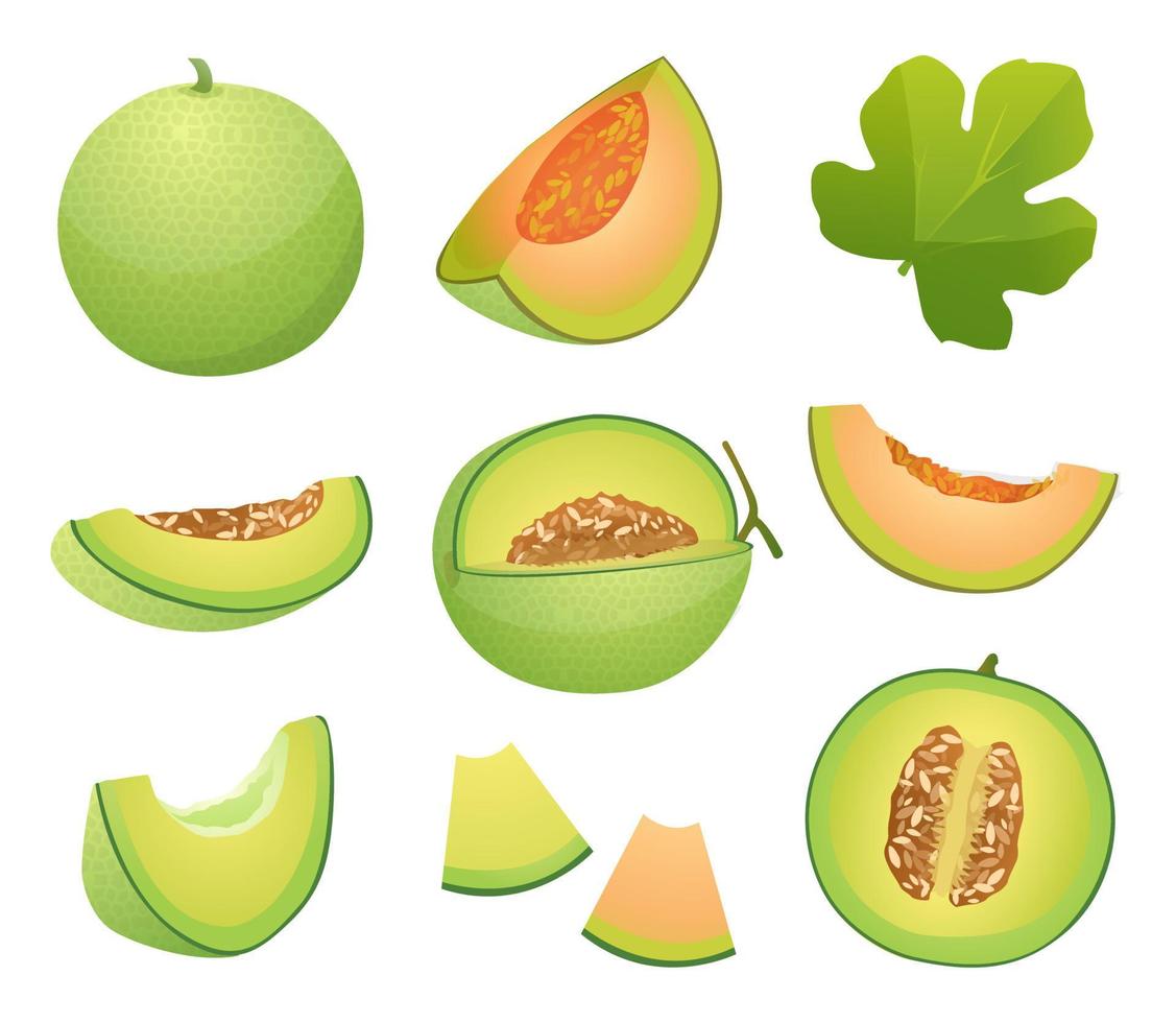 conjunto de frutas de melón enteras, medias y rebanadas cortadas ilustración aislada sobre fondo blanco vector