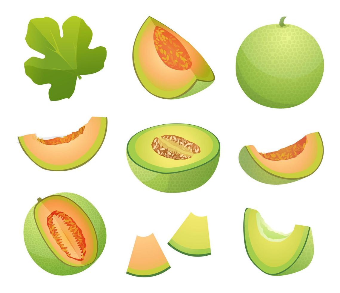 conjunto de frutas de melón frescas enteras, medias y cortadas ilustración aislada sobre fondo blanco vector