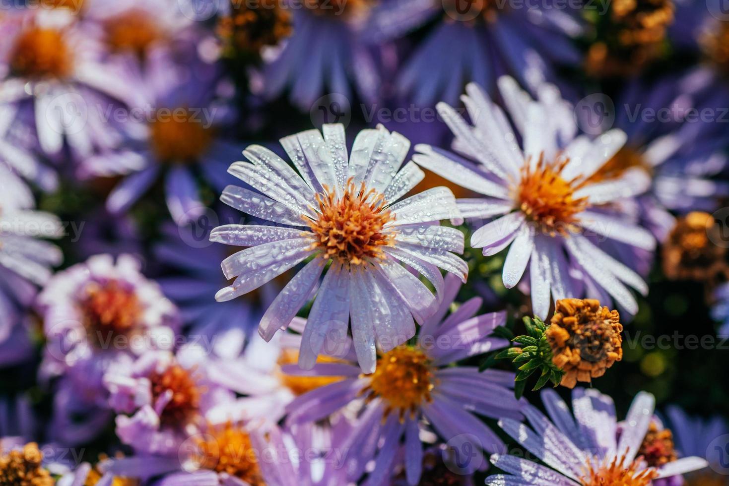 Magenta aster flowerbed under sunlight photo