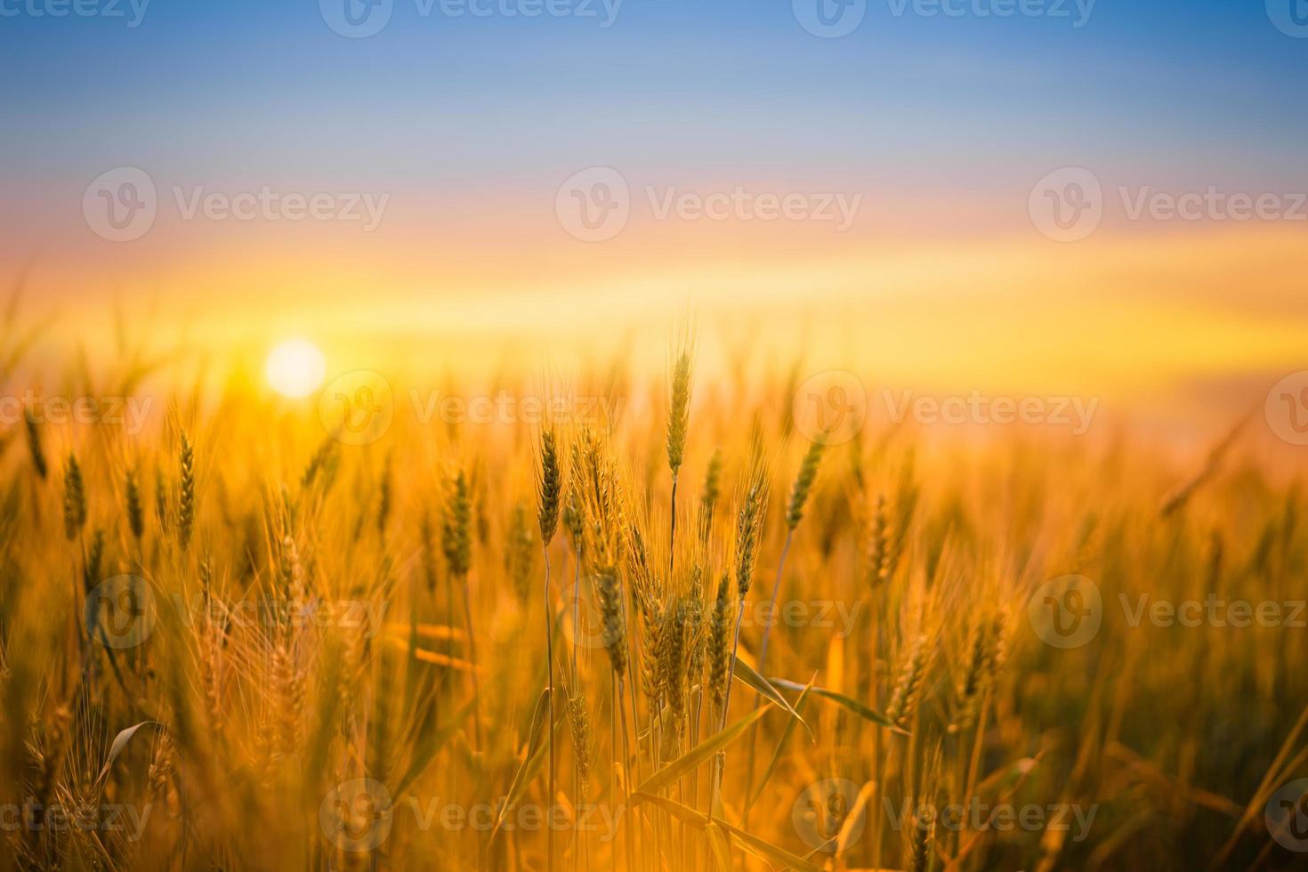 Golden wheat field with sunset background. photo
