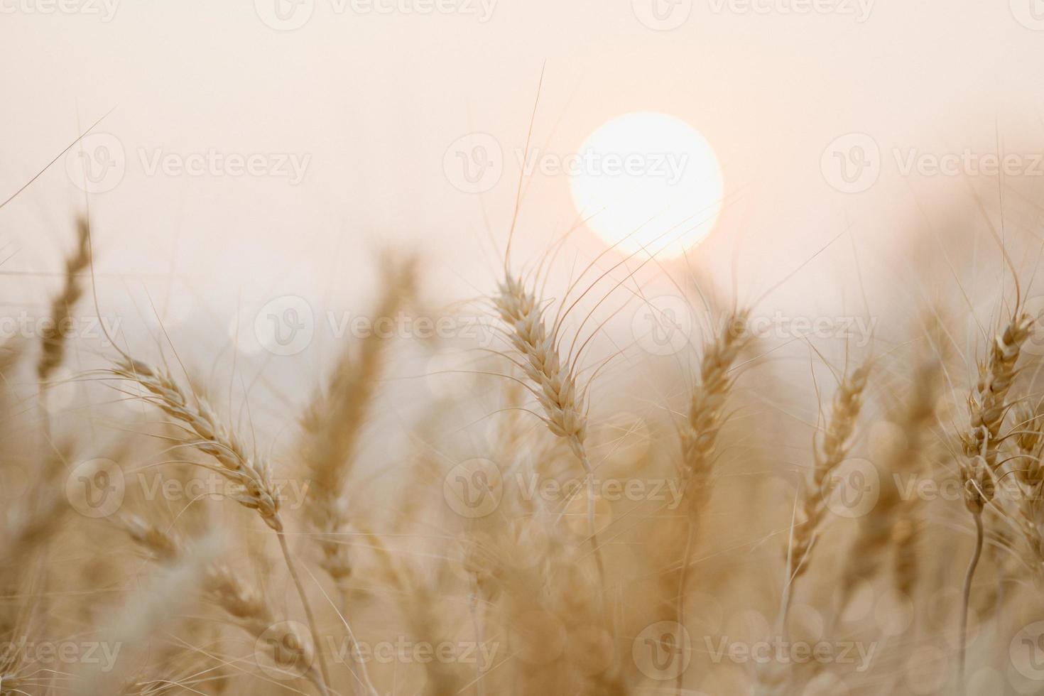 Golden wheat field with sunset background. photo