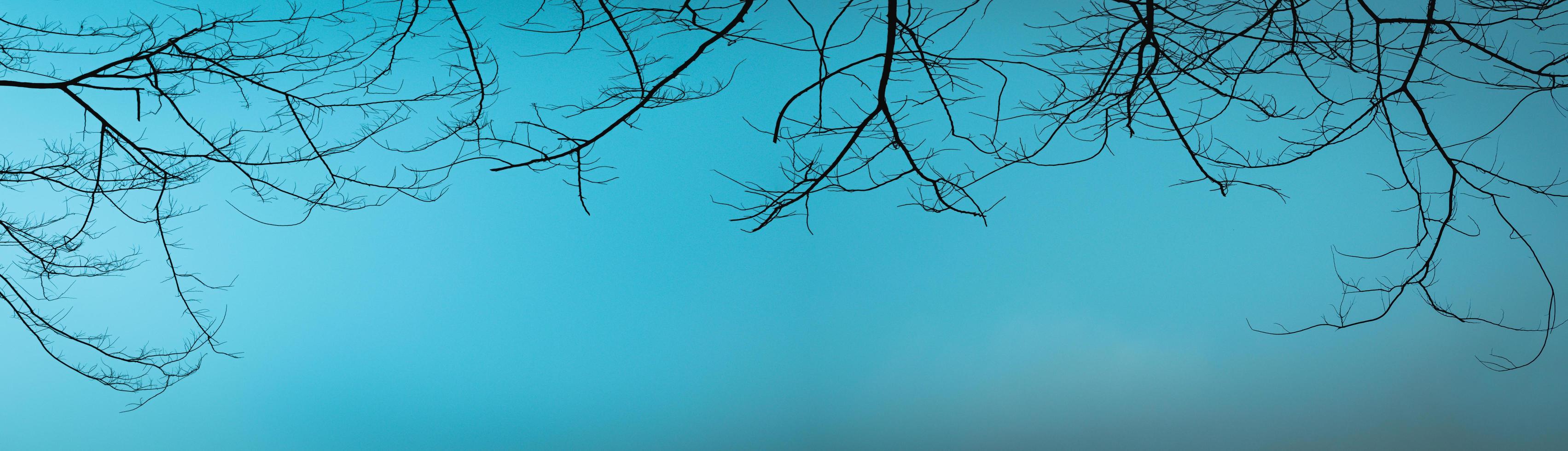 Frame of dry branches on sky background. photo