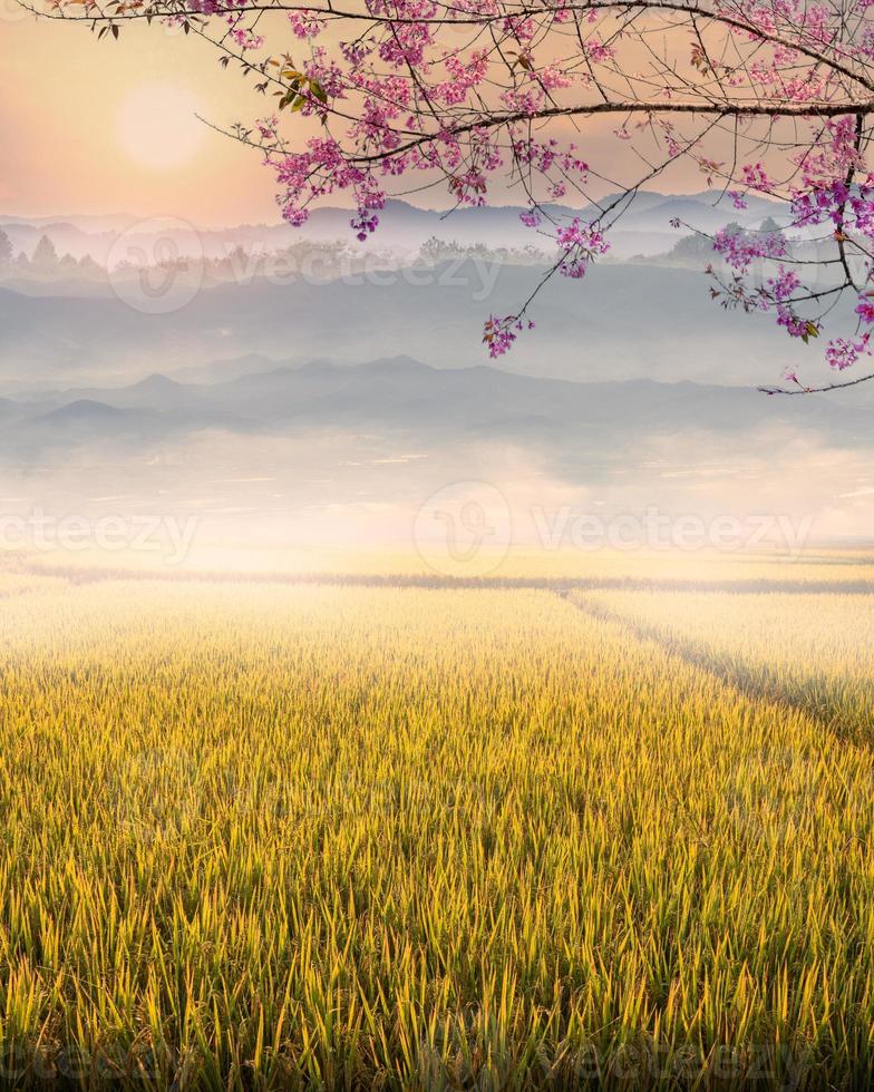 Beautiful morning fog in the rice field background. photo