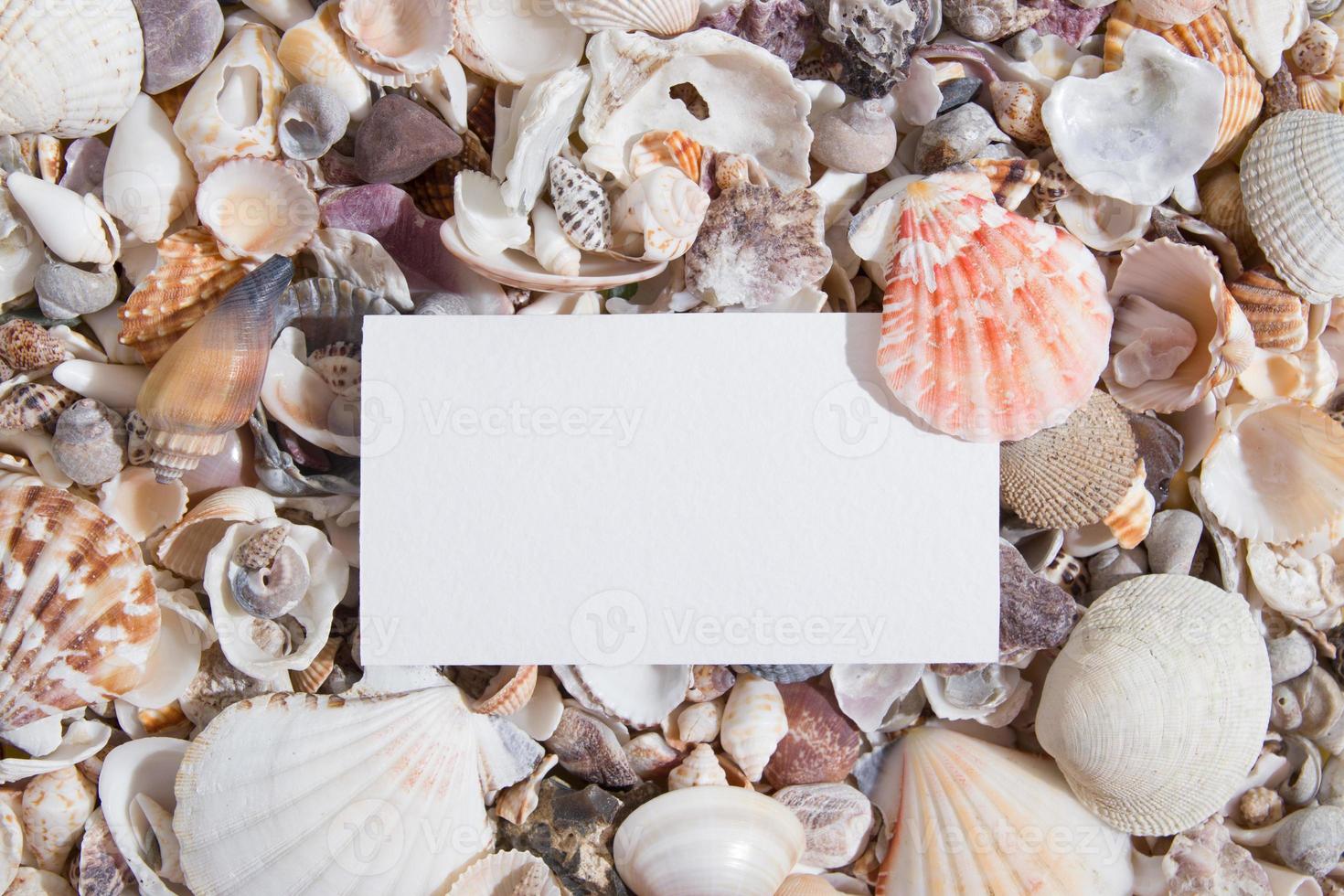 Top view of seashells and starfish with a sheet of paper or business card. Creative summer abstract background flat lay with copy space photo