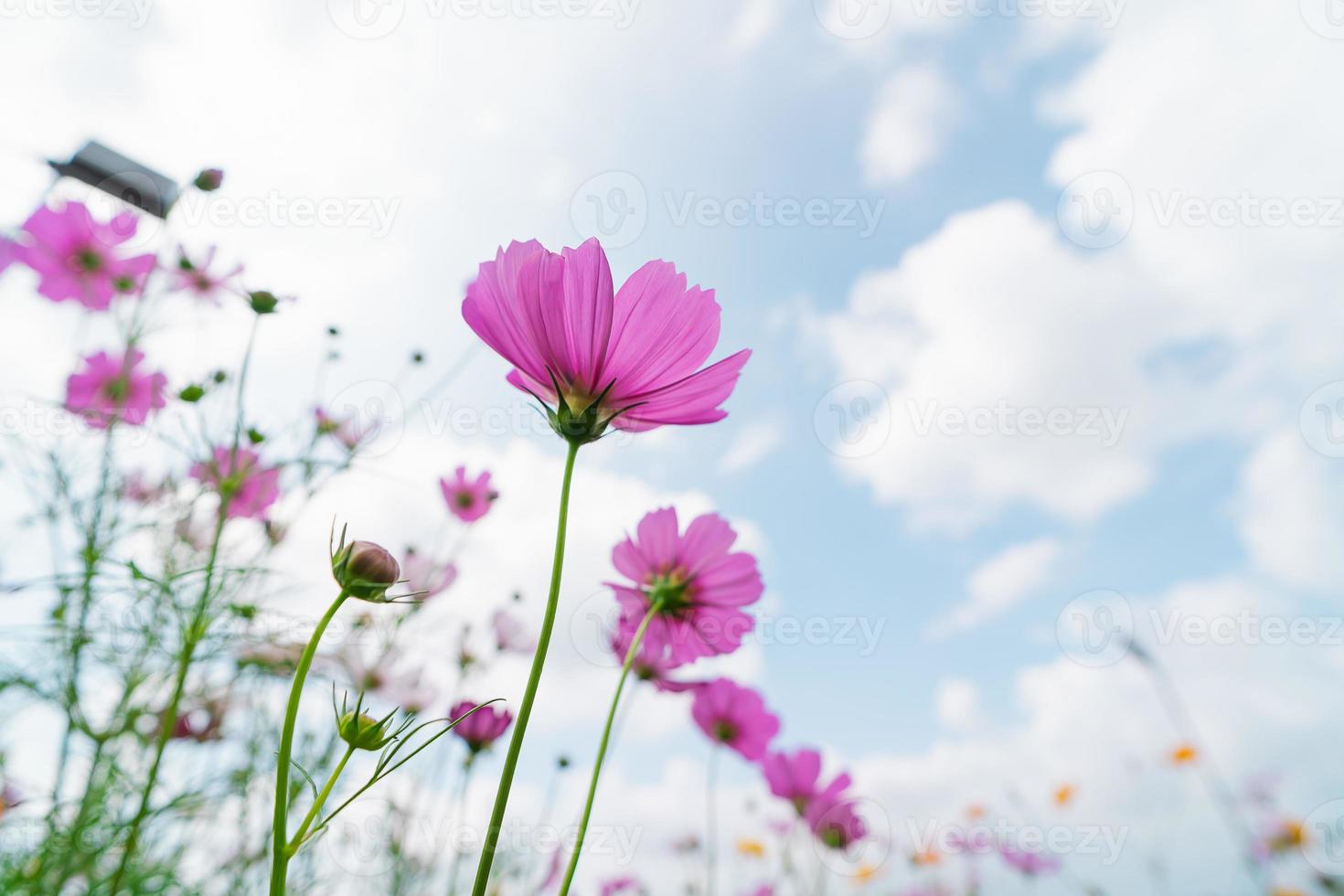 Beautiful cosmos flowers blooming in garden. Colorful cosmos flowers in spring morning and blue sky. photo