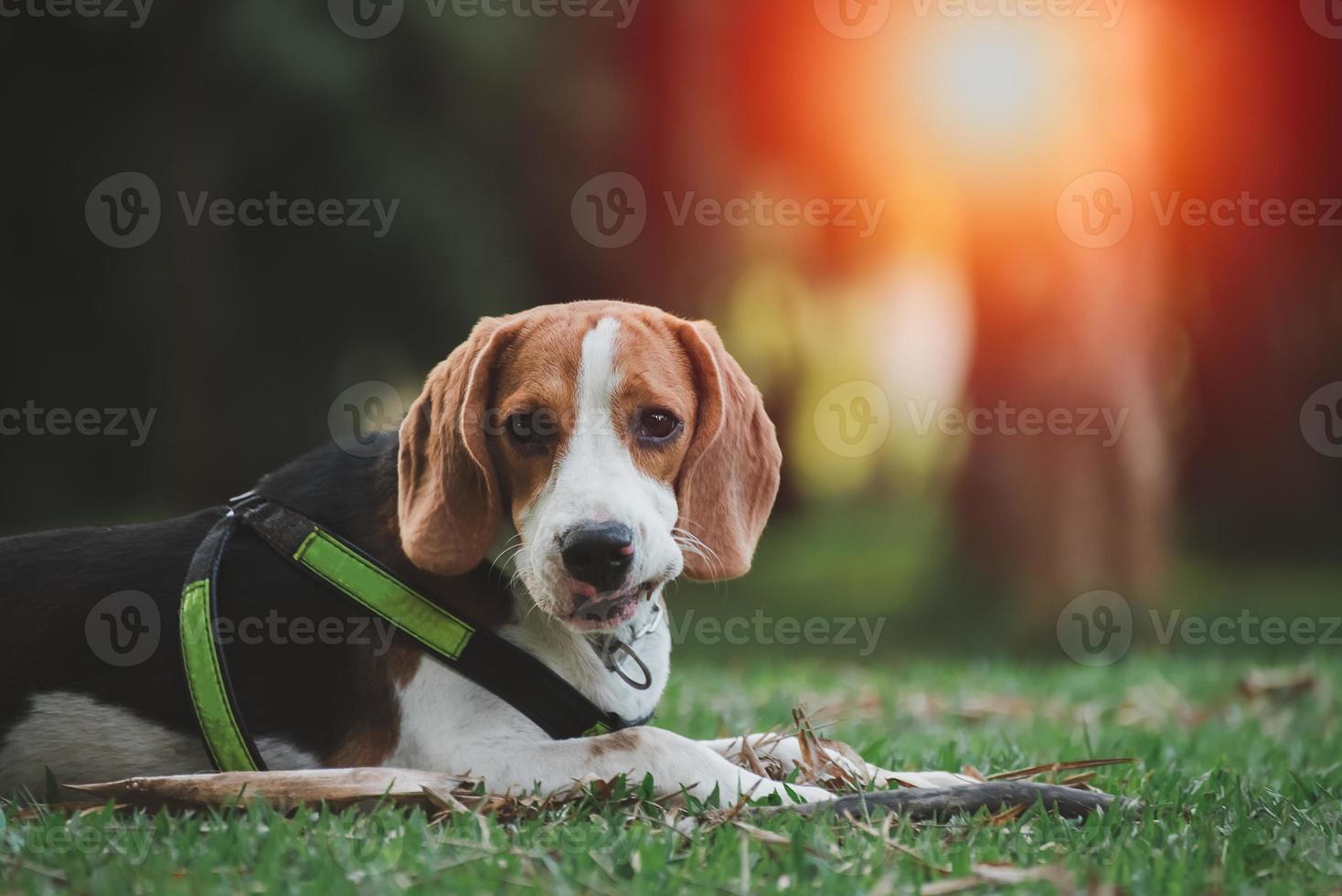 Beagle with tongue out in grass during sunset in fields countryside. Dog portrait back lit background. Animal dog concept. photo