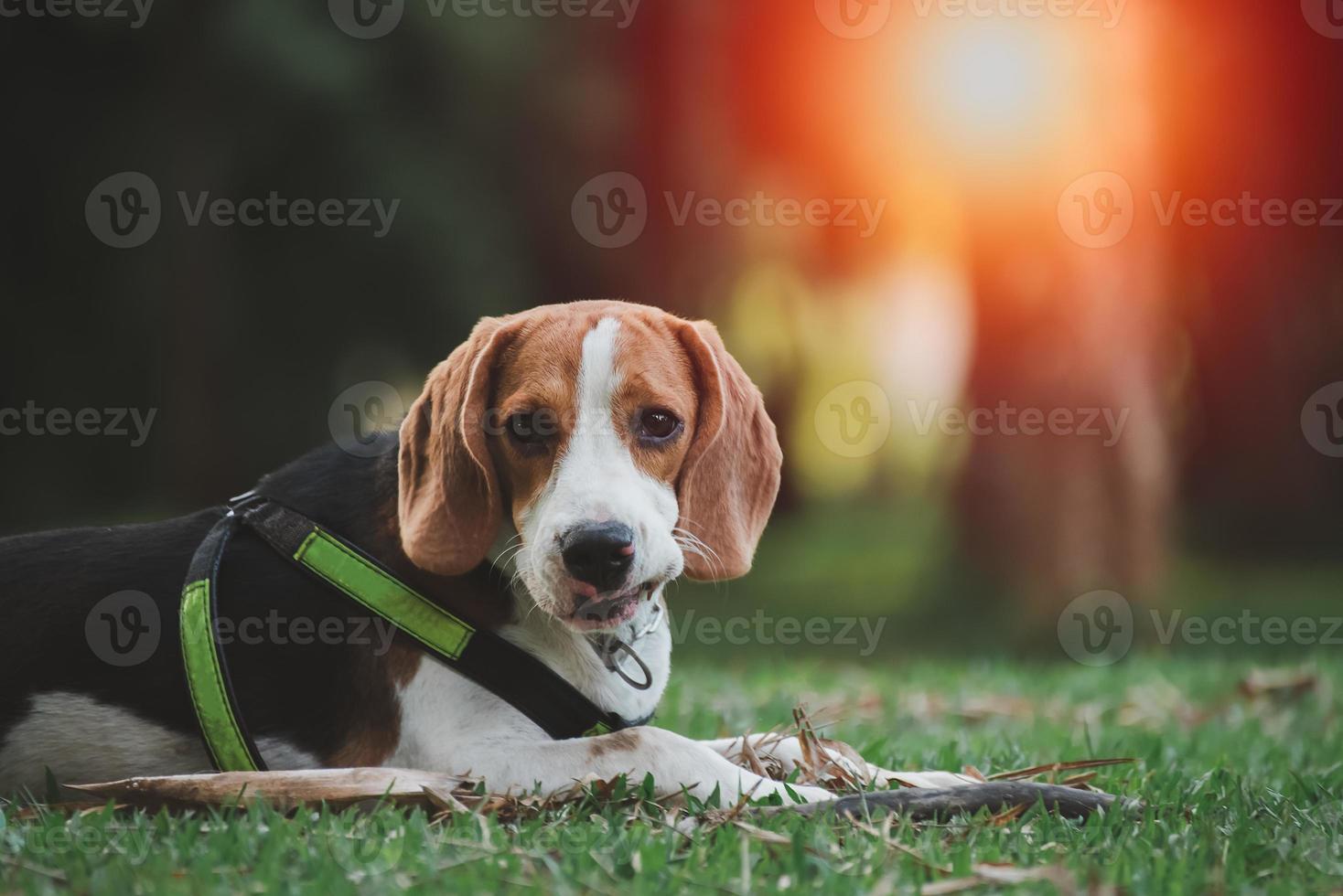 beagle con la lengua afuera en la hierba durante la puesta de sol en el campo de los campos. retrato de perro fondo retroiluminado. concepto de perro animal. foto