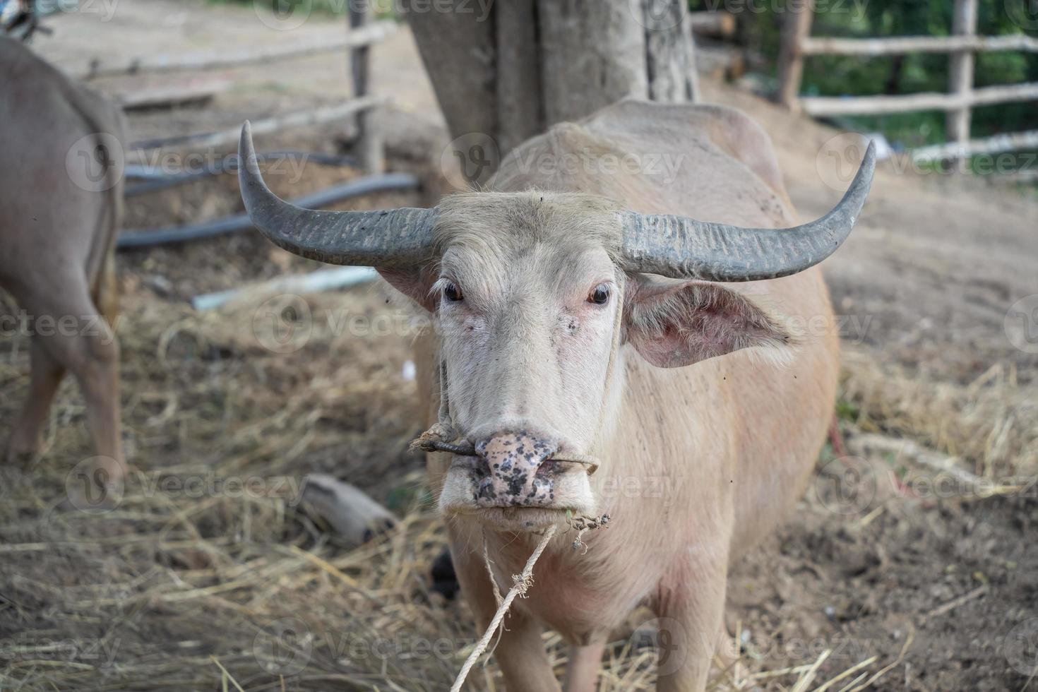Head white asia buffalo. close up head white buffalo. Animal concept photo