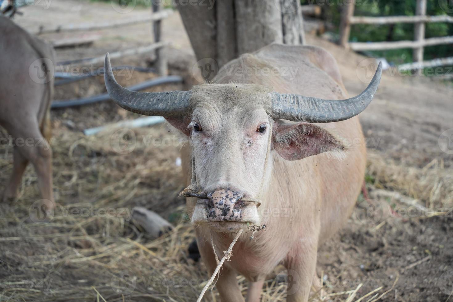 cabeza de búfalo asiático blanco. cerrar la cabeza de búfalo blanco. concepto de animales foto