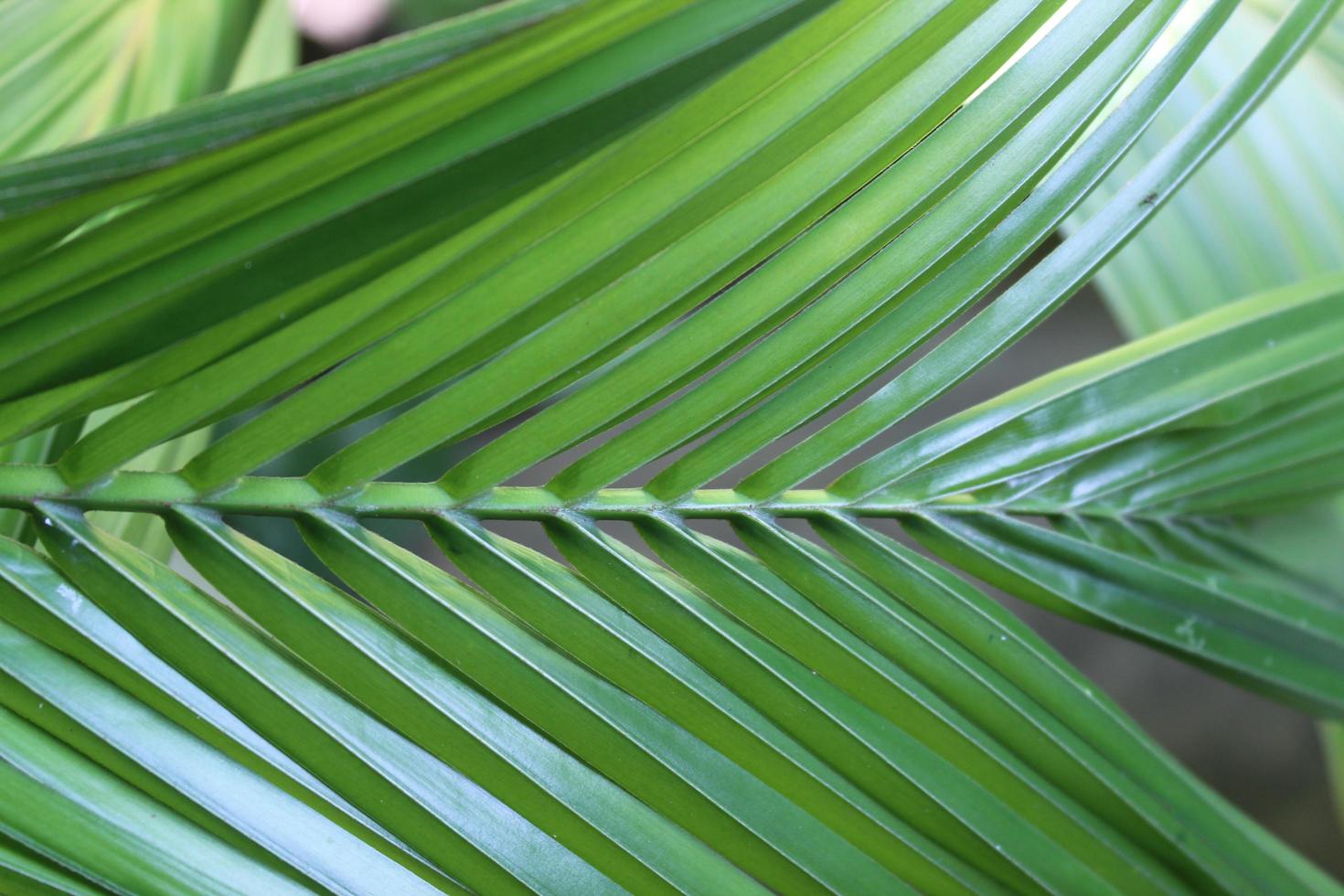 hojas de palma verde foto