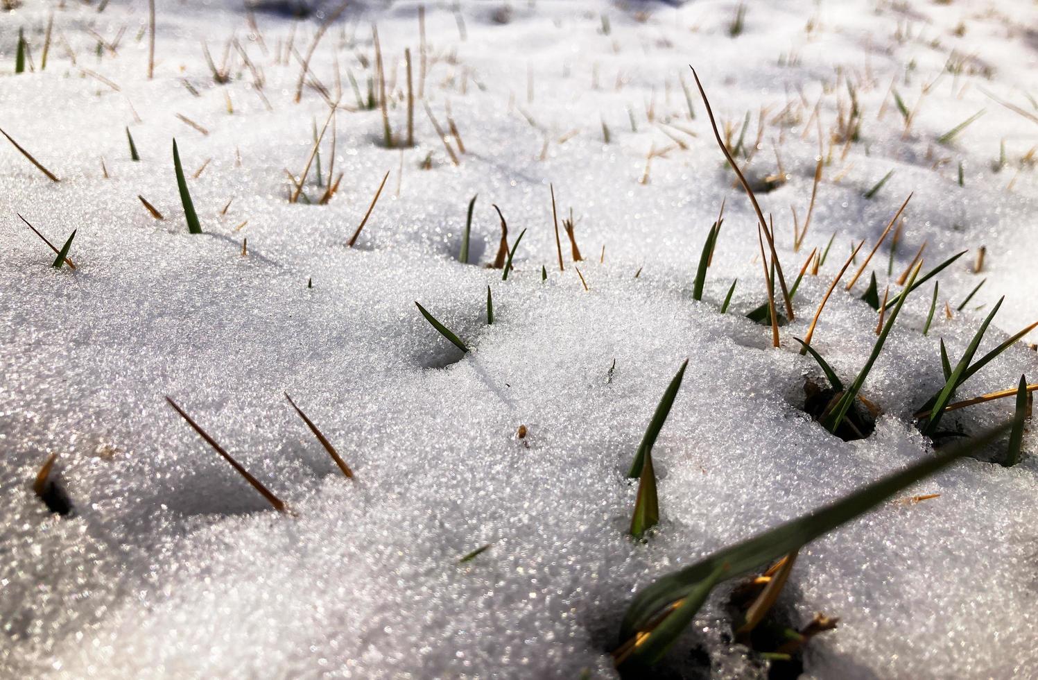 Snow on the ground with herbs. Spring last snow photo