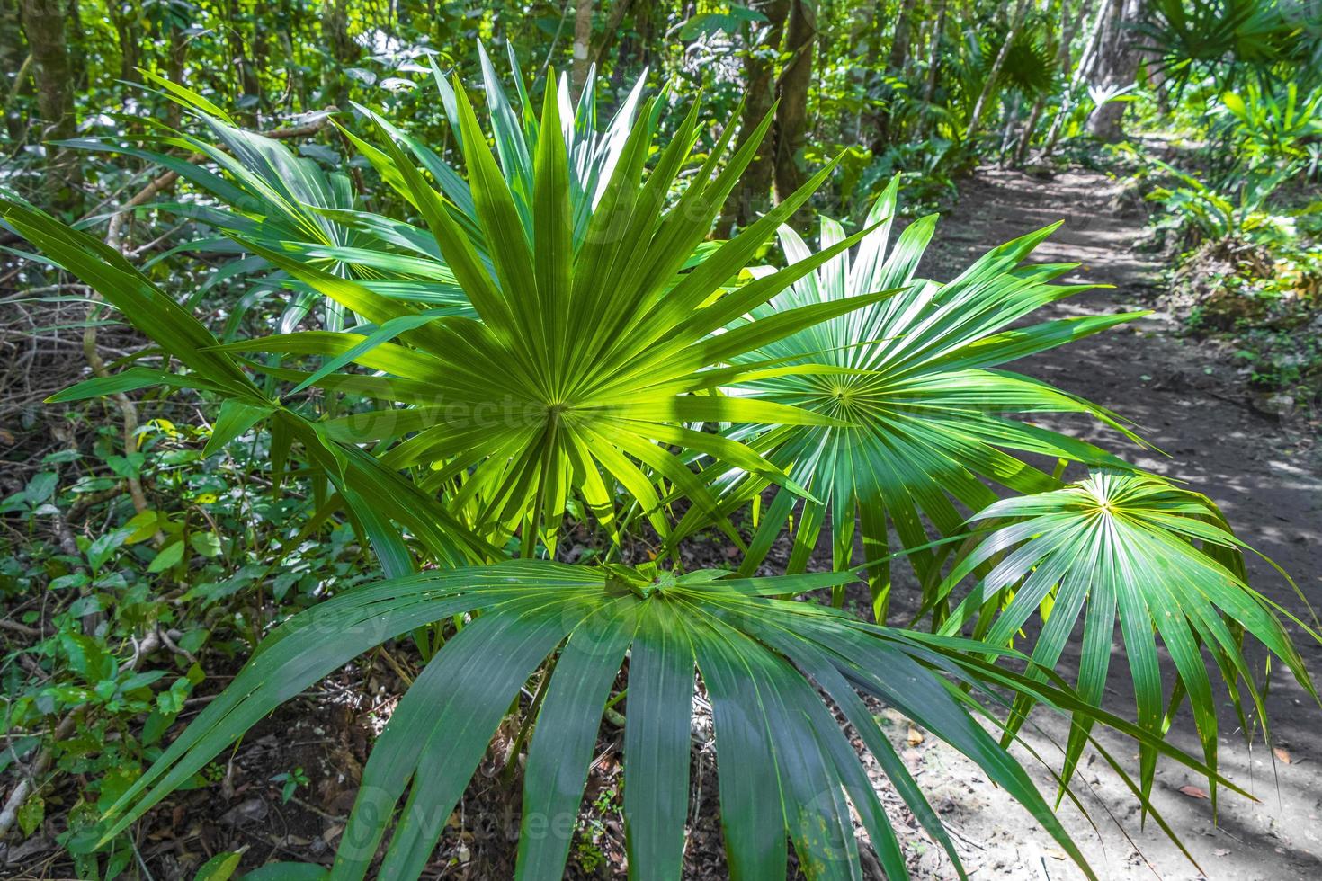 tropical natural selva bosque plantas arboles muyil ruinas mayas mexico. foto