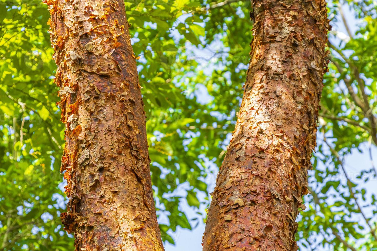 Tropical Gumbo-limbo tree with red peeling bark in Mexico. photo