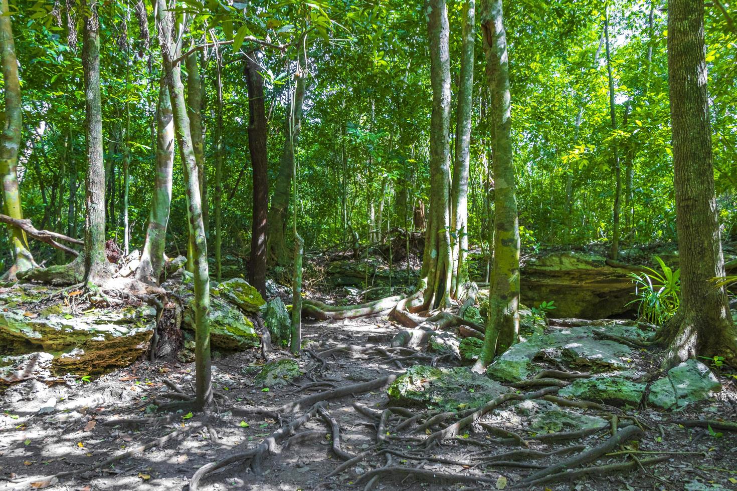 selva tropical plantas arboles senderos muyil ruinas mayas mexico. foto