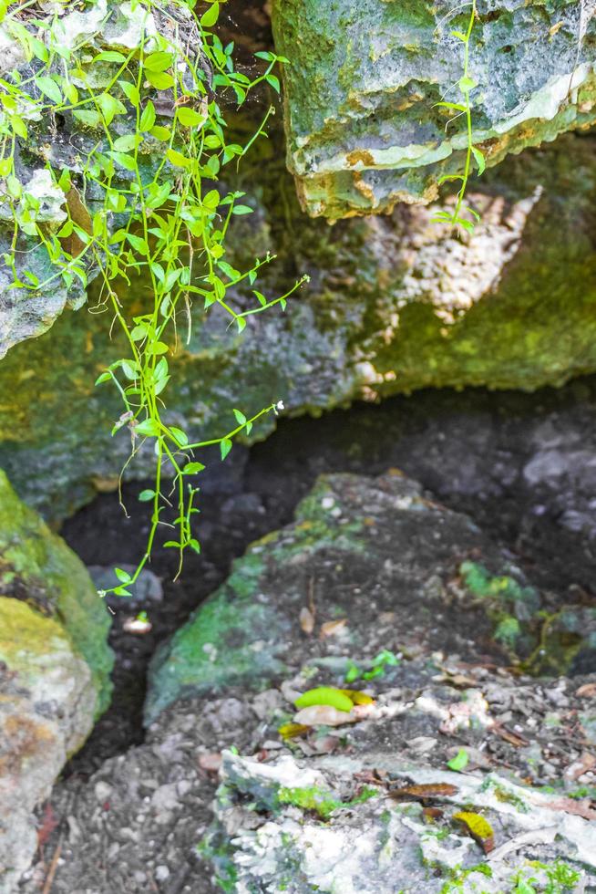 Tropical jungle plants trees rocks stones cave cenote Muyil Mexico. photo