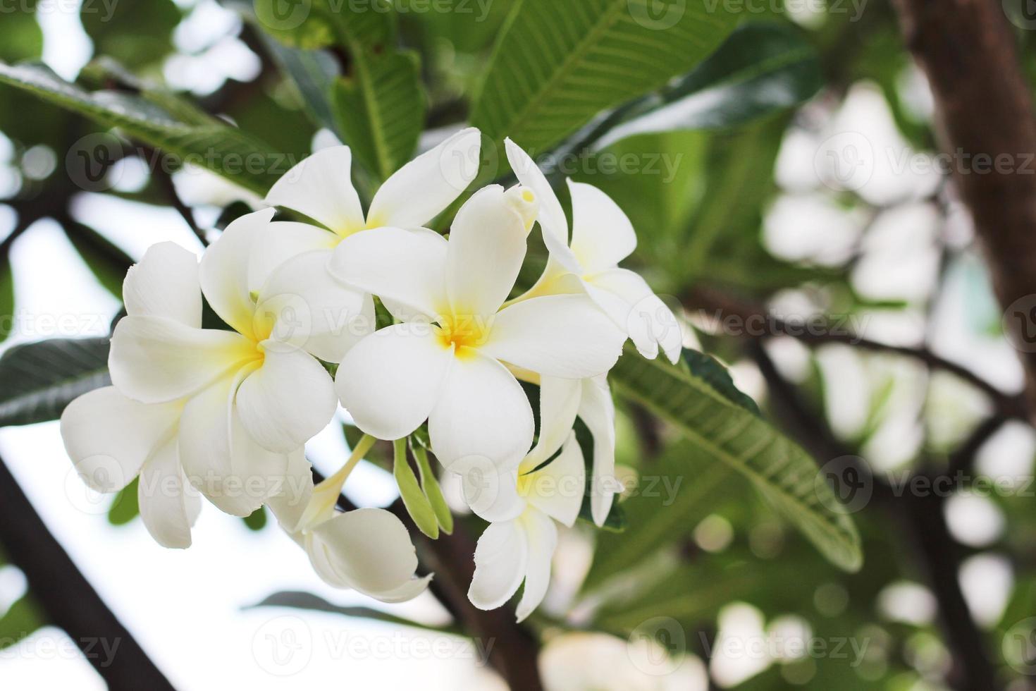 Beautiful frangipani or plumeria flowers with green leaf on tree in the garden. photo