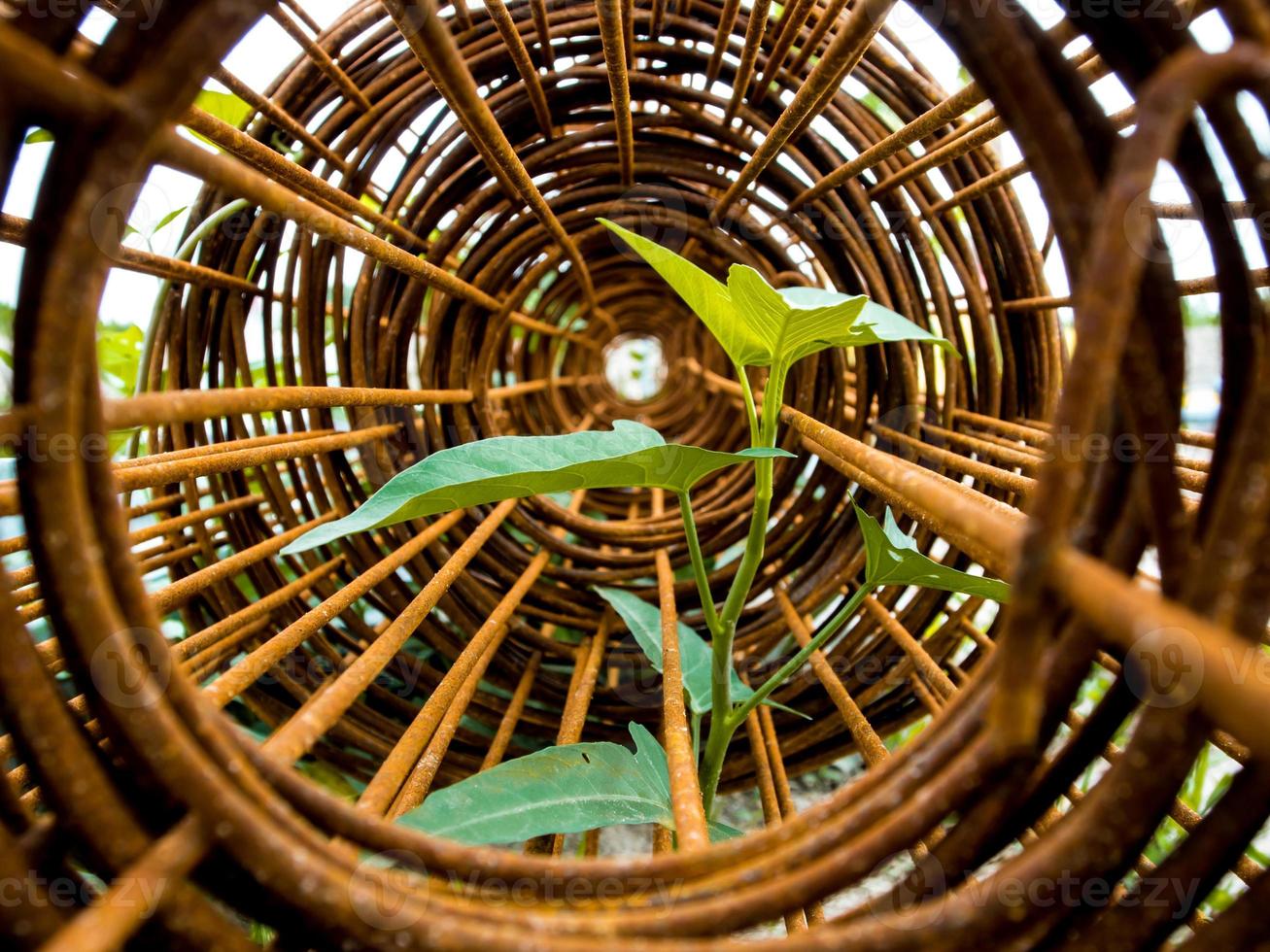 Leaf of morning glory insert in roll of rusty steel wire mesh photo