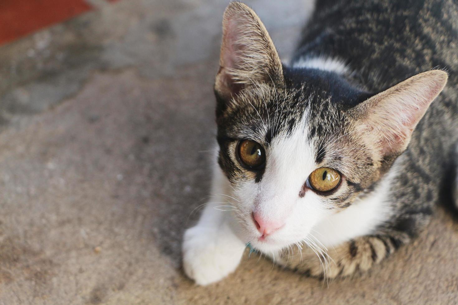 Cat lying on the concrete floor and looking at something. photo