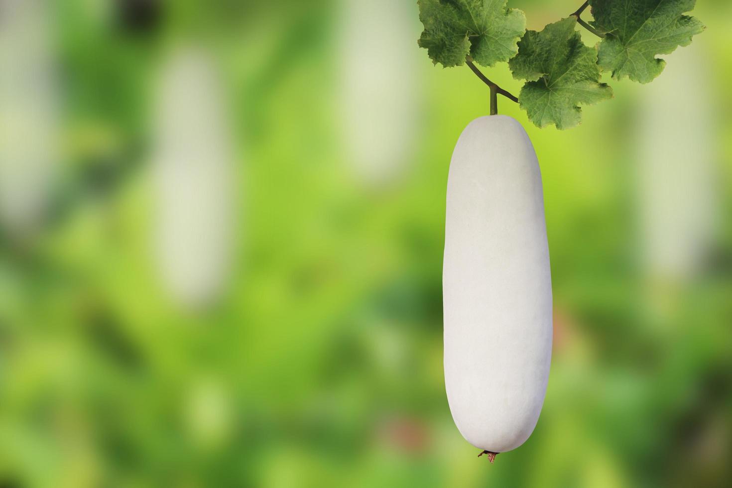 melón de invierno, benincasa hispida o escotilla verde colgando de la vid con hojas verdes aisladas en un fondo borroso natural con camino de recorte. foto