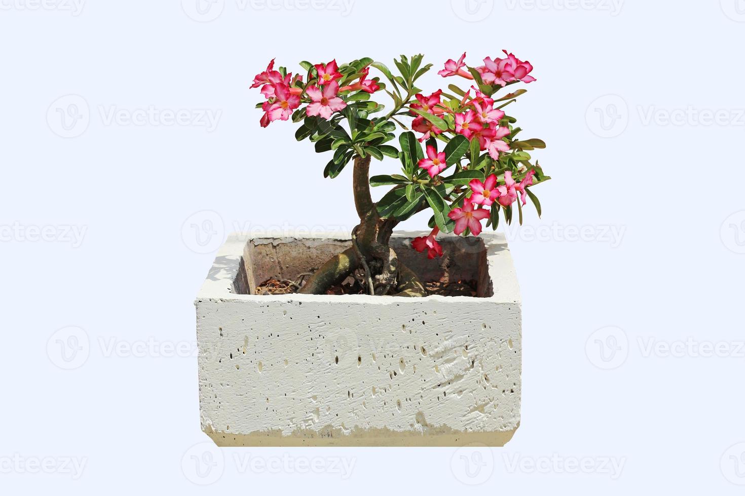 Adenium flower in white concrete pot isolated on white background with clipping path. Azaleas blooming on the tree with green leaves. photo