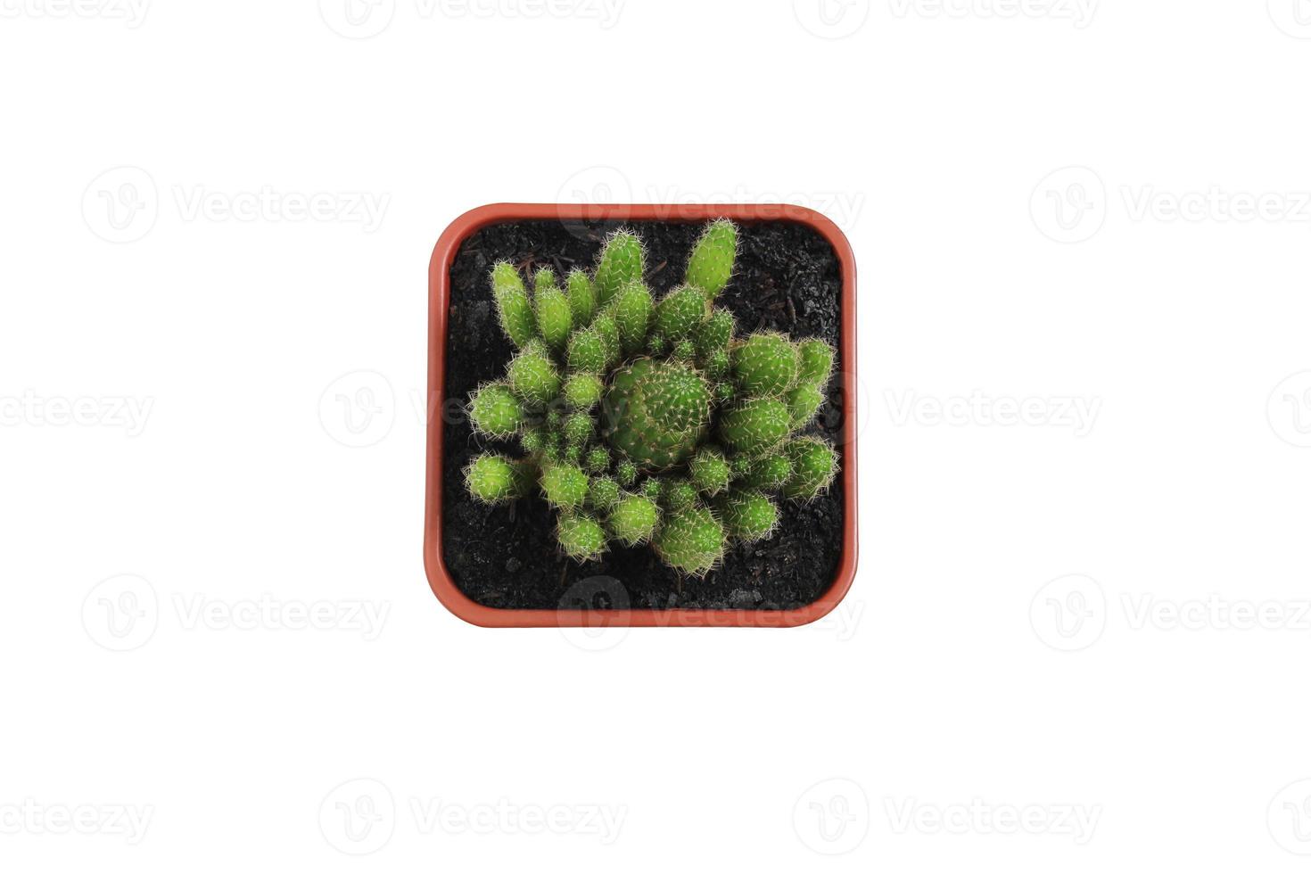 Top view of cactus in potted isolated on white background with clipping path. photo