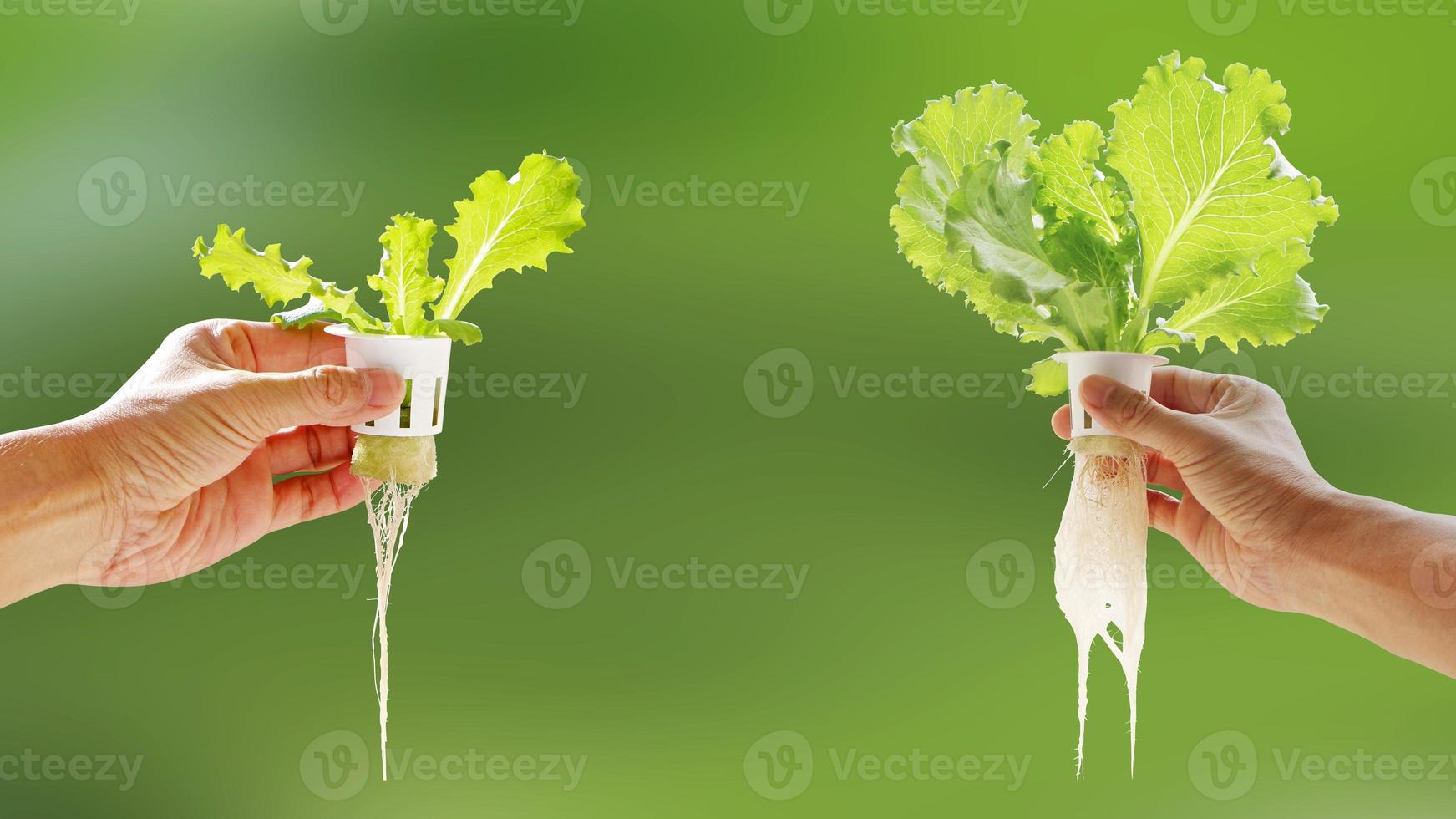 Hand of young man holding hydroponic pot with vegetable seedling growing on sponge isolated on blurred background with clipping path. Comparison of growing vegetables without soil from two plant site. photo