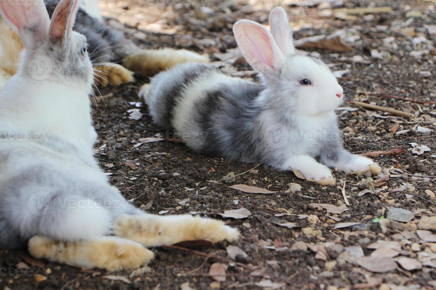 el conejo yace cómodamente en el suelo del jardín. foto