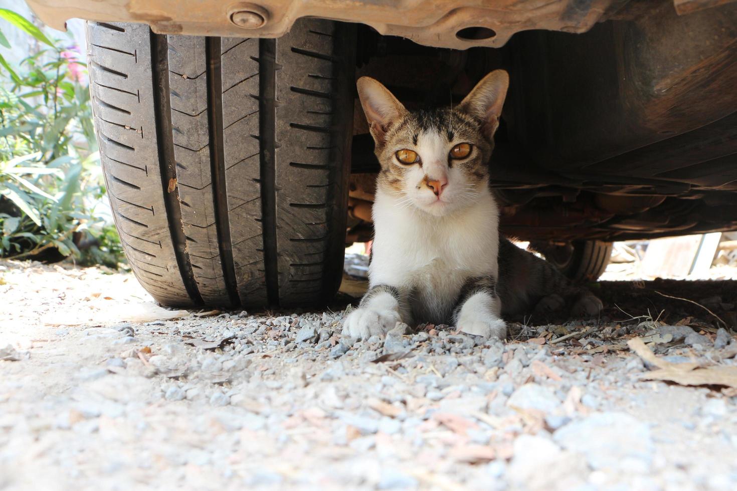 Cat lying on the ground under the car and beside the wheel. Pet hiding under car. photo