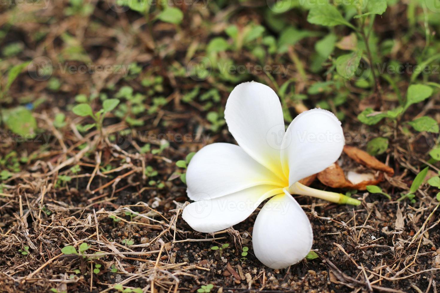 Beautiful frangipani or plumeria flowers on the ground in the garden. photo