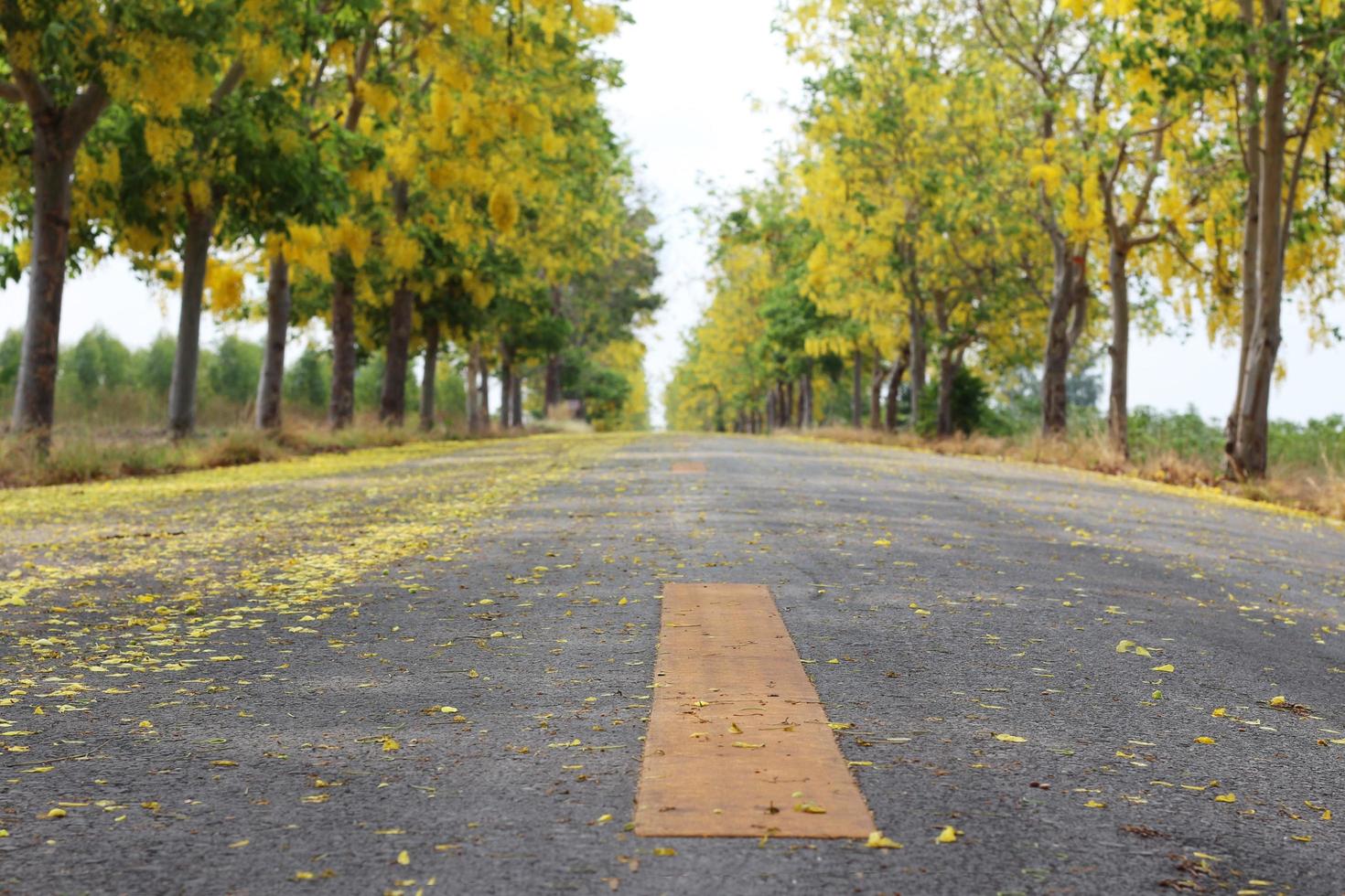 la carretera asfaltada está cubierta de pétalos de flores amarillas y la fístula de cassia o árbol de lluvia dorada con flores que florecen maravillosamente a ambos lados. foto