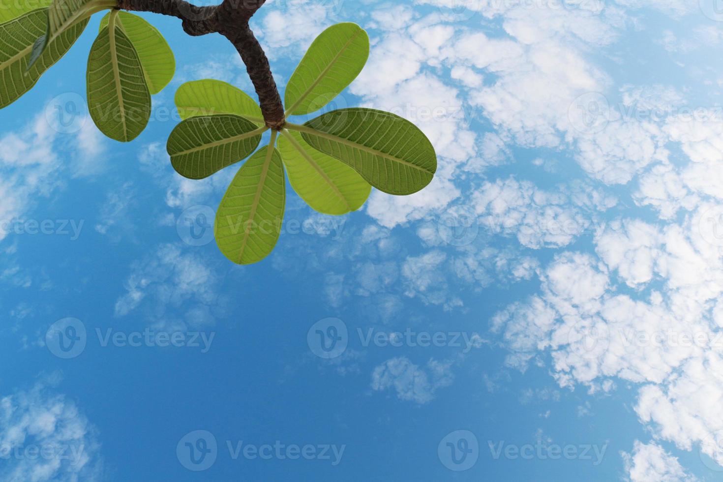 Beautiful green leaves on the branches with a bright sky backdrop and white clouds. Plumeria or frangipani leaf in the garden. Bottom view. photo