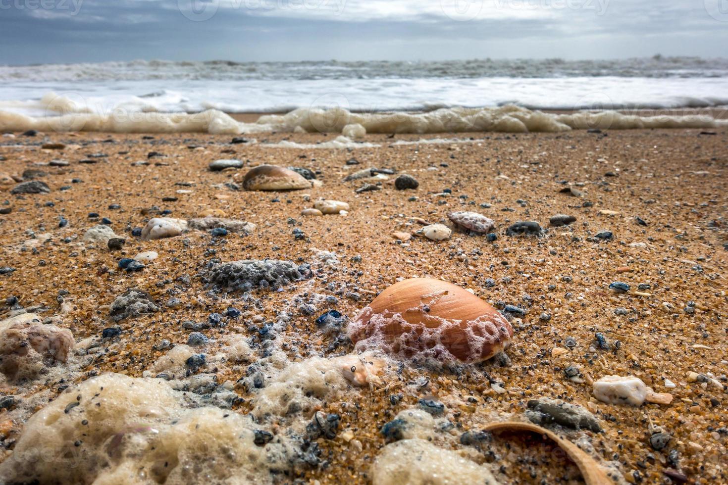 Shells on the Beach at Quarteira in Portugal photo