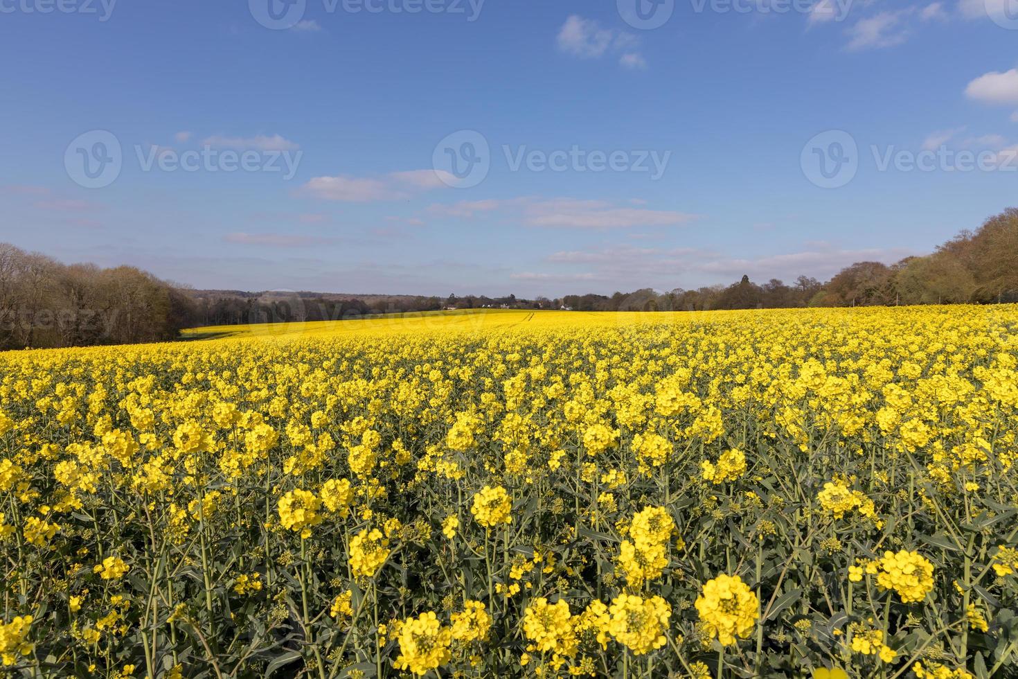 Rapeseed flowering in the East Sussex countryside near Birch Grove photo