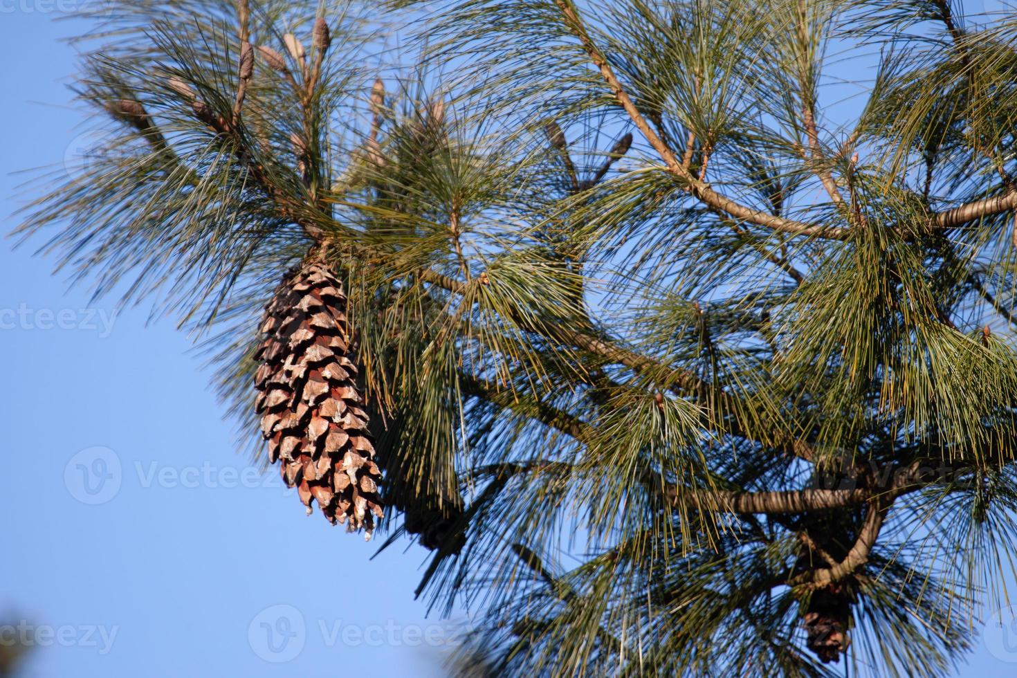 Large Pine cone on a Fir tree in winter photo