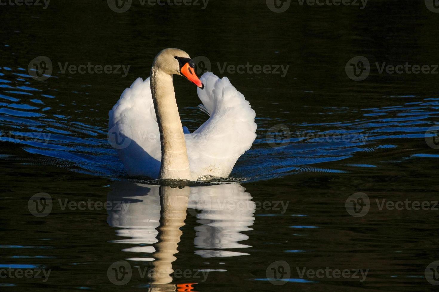 cisne mudo en la reserva natural de warnham foto