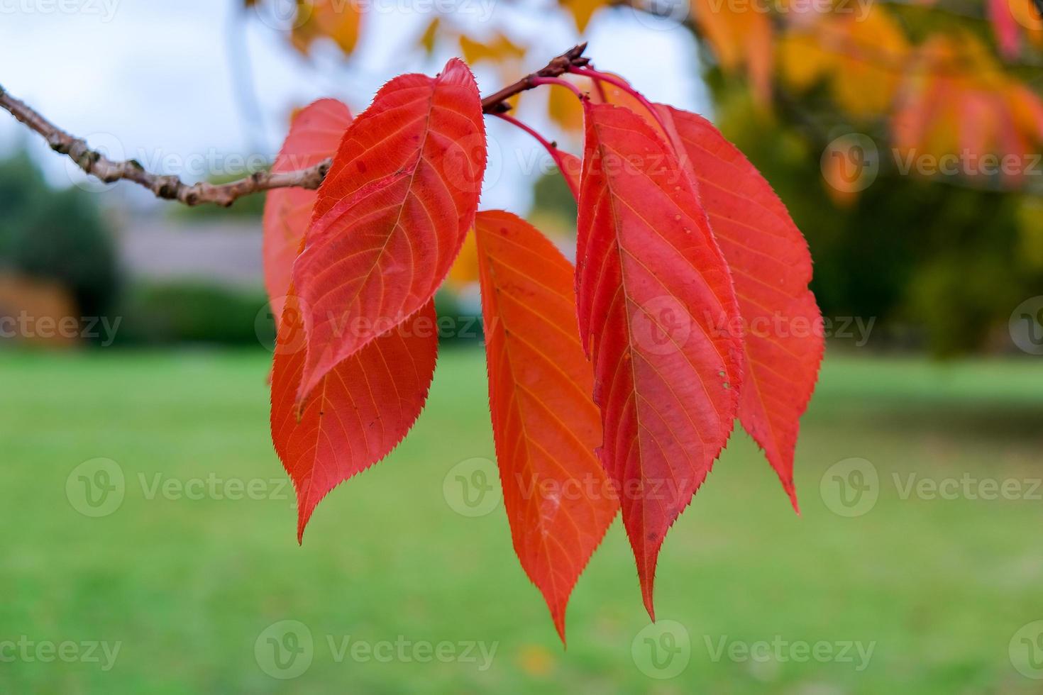 Bird Cherry tree leaves in autumn in East Grinstead photo