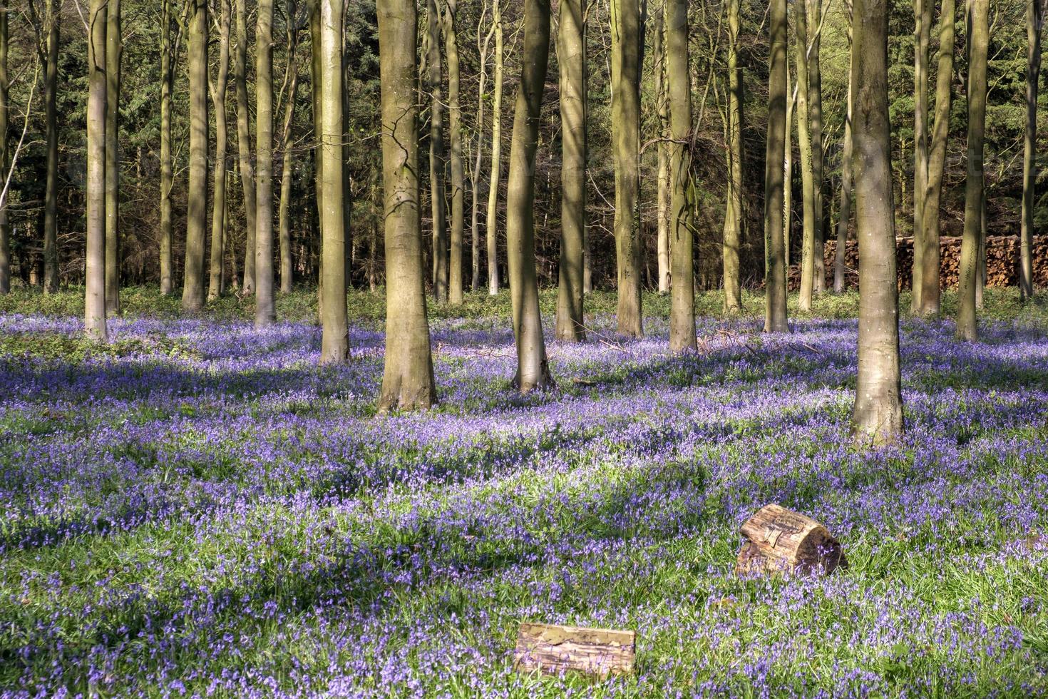 Bluebells in Wepham Wood photo