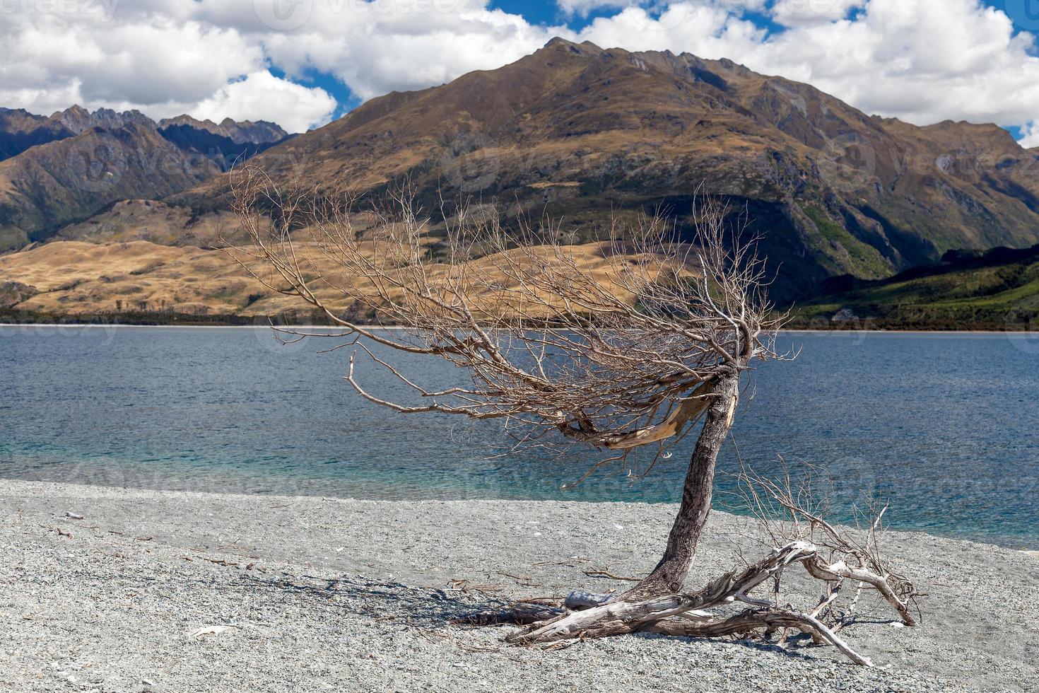 Dead tree on the banks of Lake Wanaka in New Zealand photo