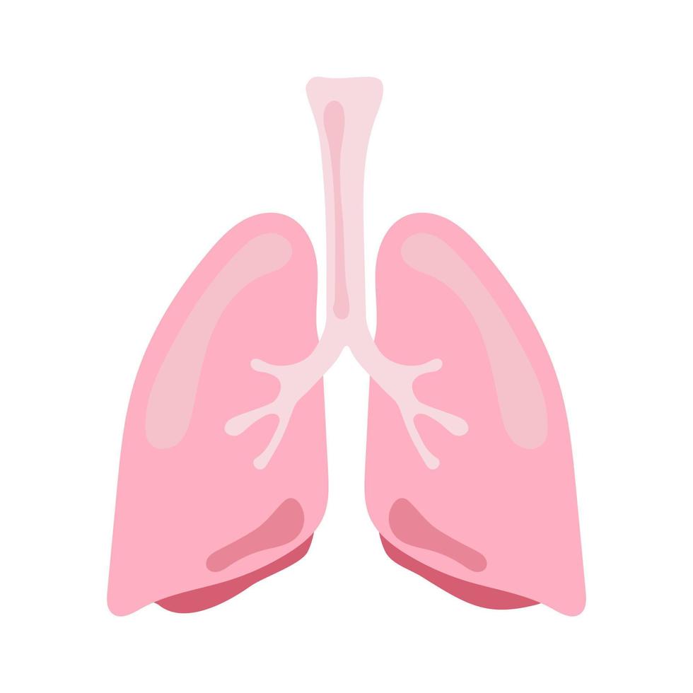 lung human internal organ anatomy vector