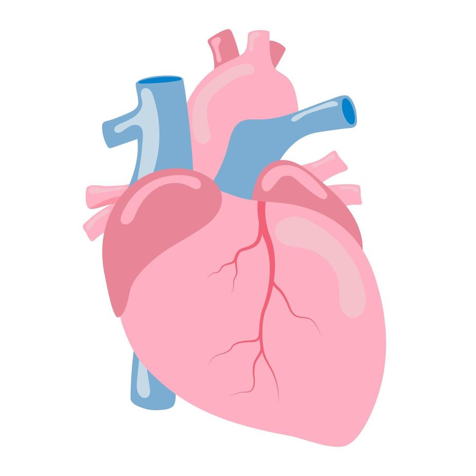 corazón humano órgano interno anatomía vector