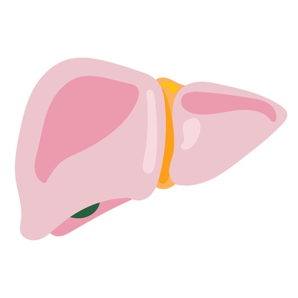 lung human internal organ anatomy vector