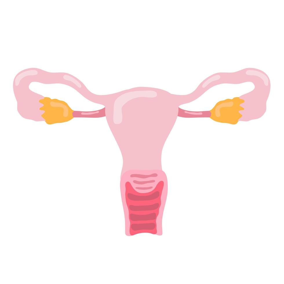 ovary human internal organ anatomy vector