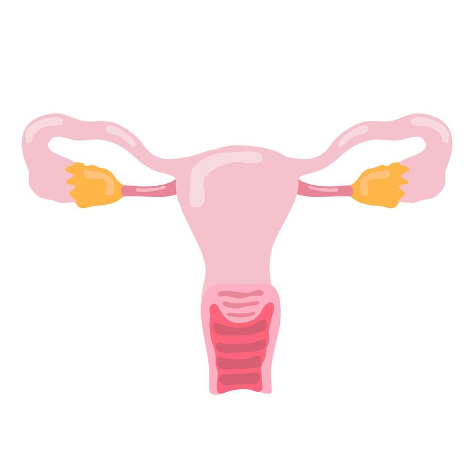 anatomía del órgano interno humano ovario vector