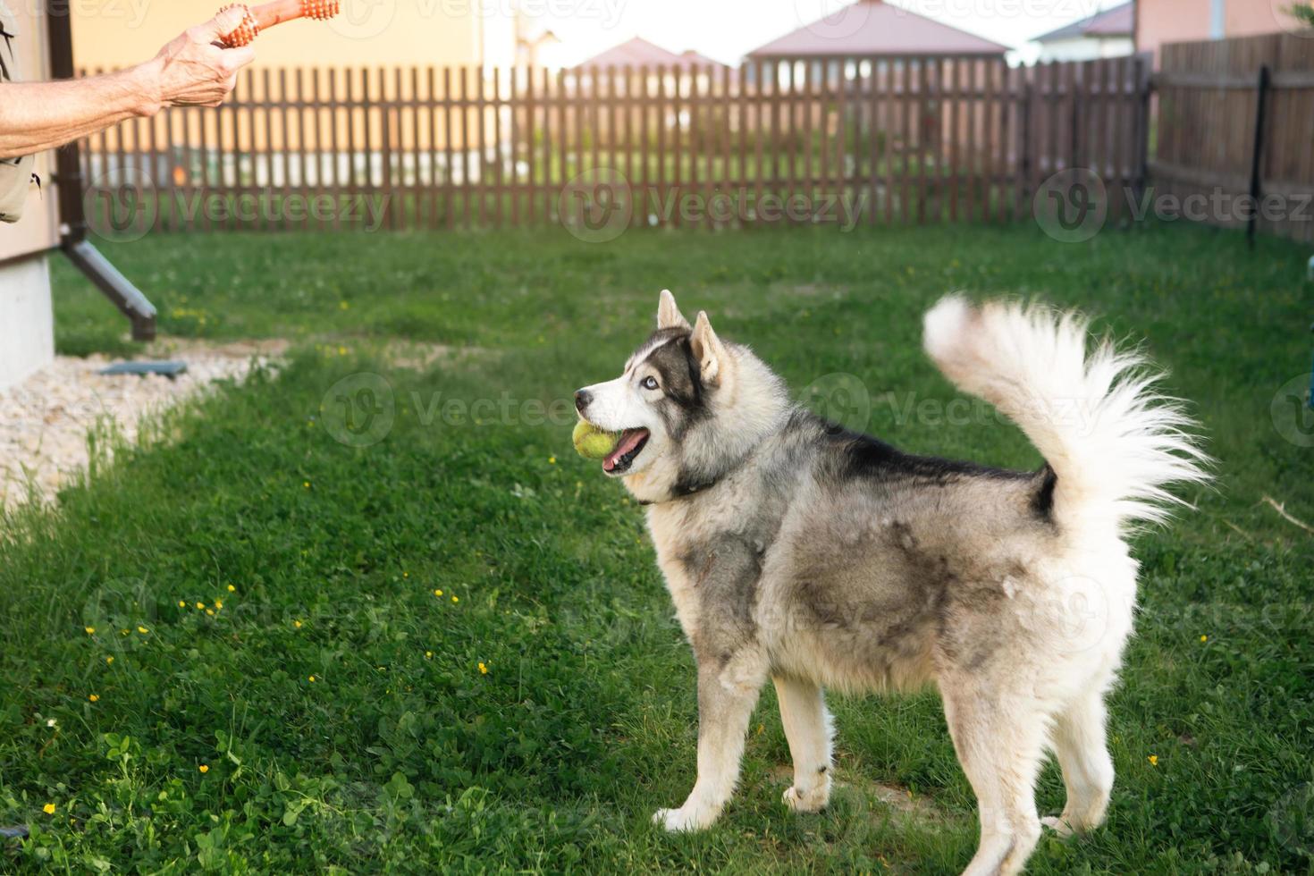 Owner is playing with a husky dog in yard of house on grass behind fence. A toy in the owner's hand, a happy husky with a ball in his teeth. Friendship with a pet, care, training and entertainment photo