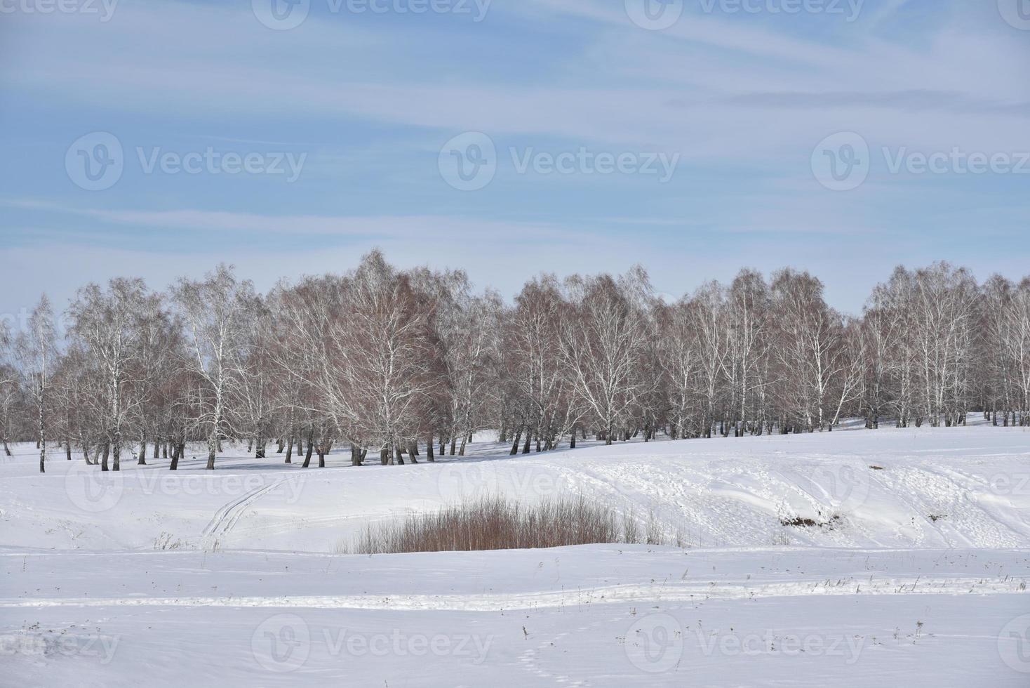 Winter forest and snow in the field during the day photo
