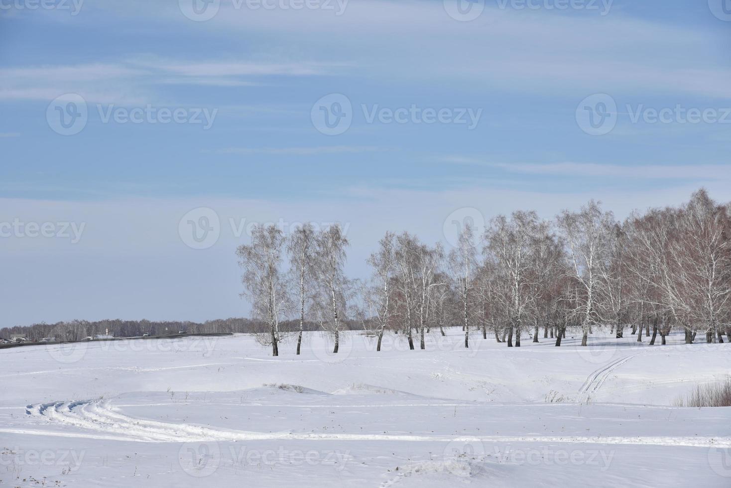 Winter forest and snow in the field during the day photo