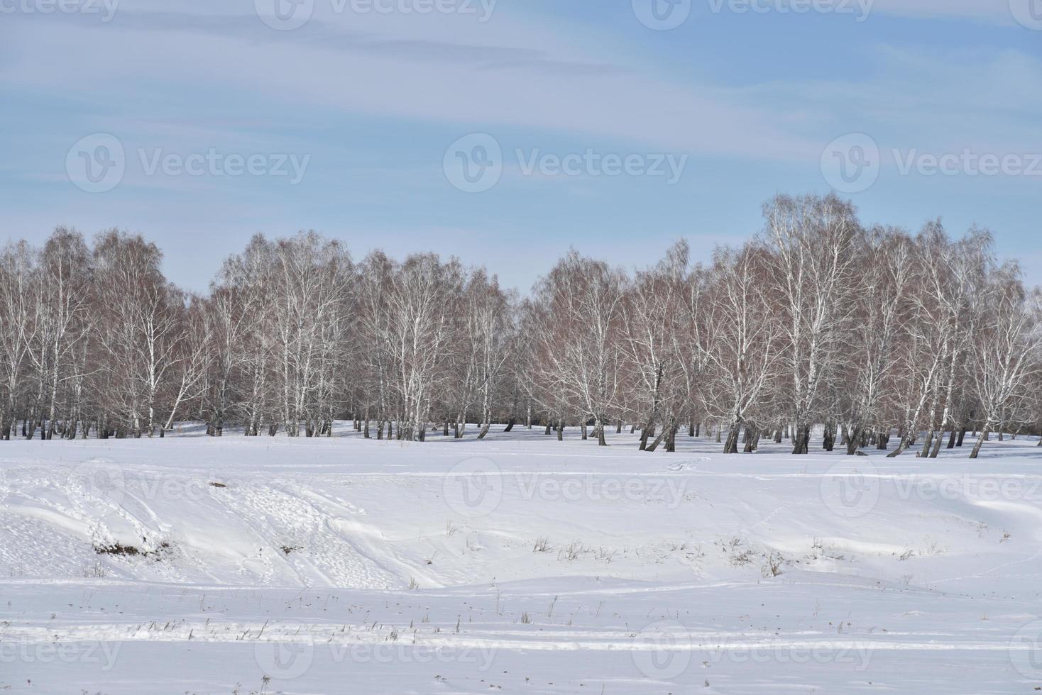 Winter forest and snow in the field during the day photo