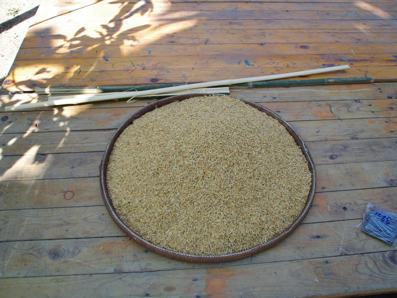 Rice and rice grains ears of Thai jasmine rice in Thailand. Ear of rice grains In the basket on table background. photo