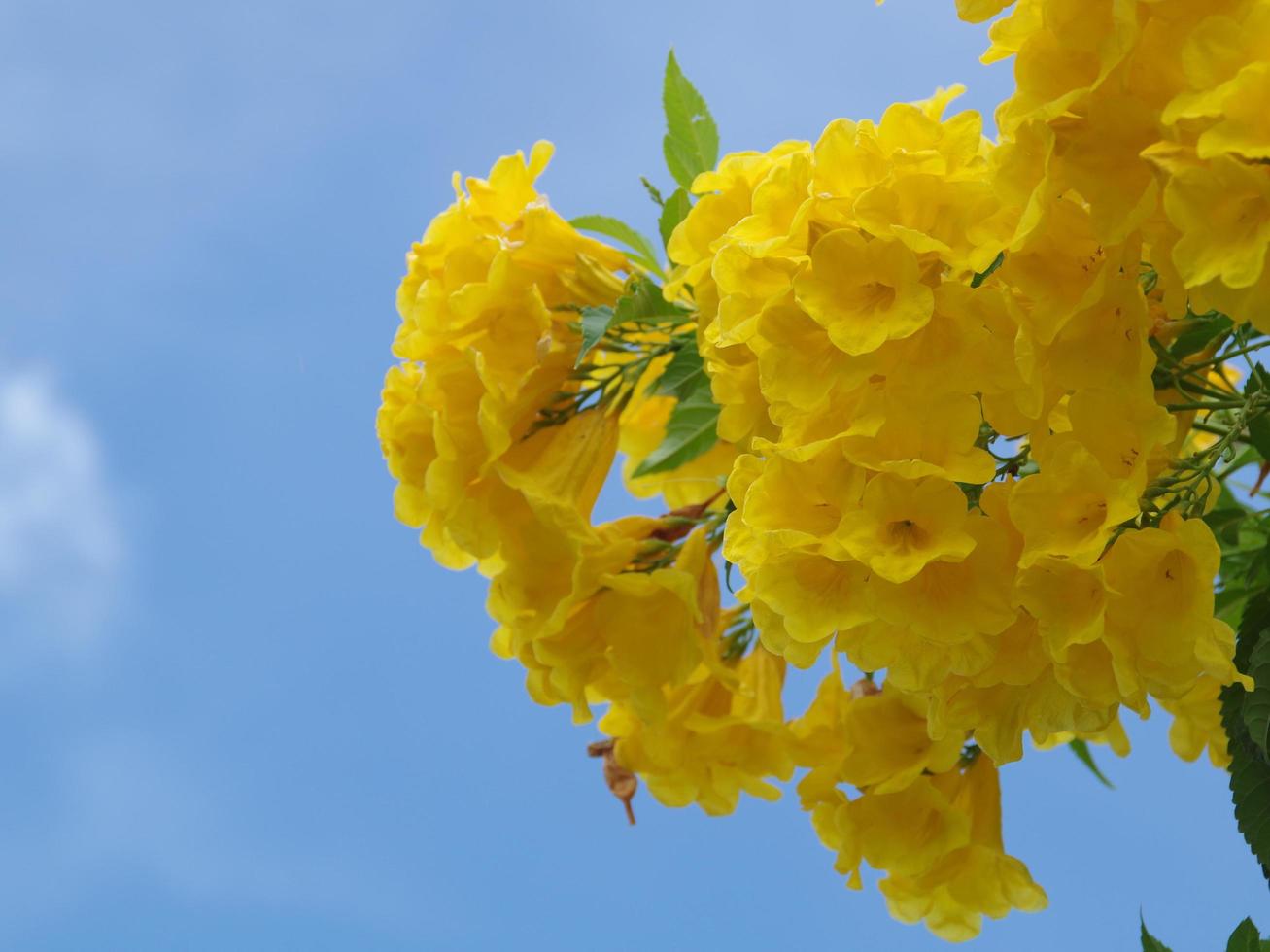 closeup blur yellow color flower. trumpetflower on blue sky background. yellow trumpet-flower. beautiful blue sky. photo