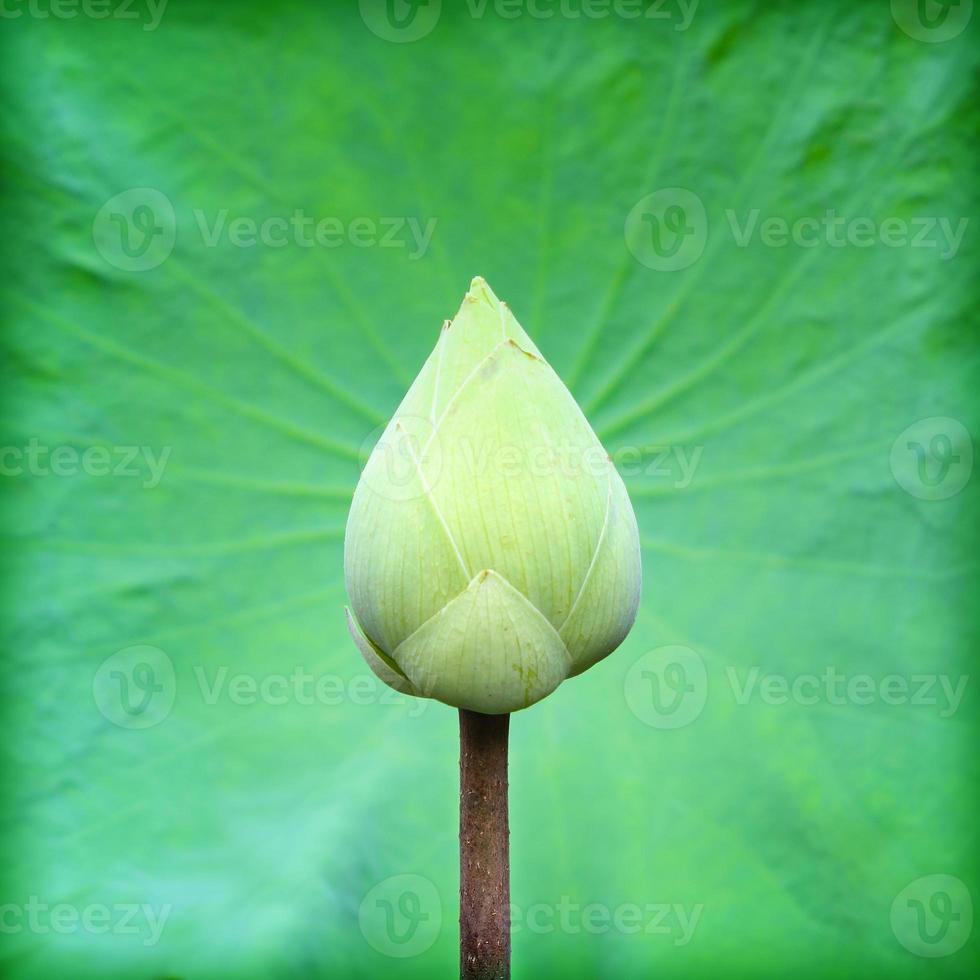 Lotus and lotus leaf photo